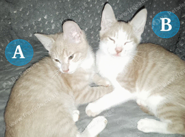 Two Ginger Boy Kittens
