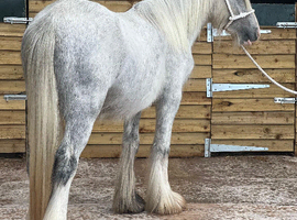 Ride and drive dapple grey mare