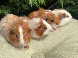 Beautiful baby boars