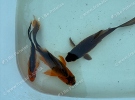 3-4 inch goldfish