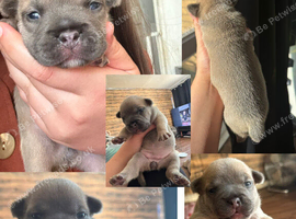 Stunning olde English x French Bulldog puppies