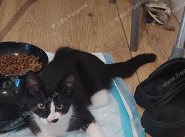Black and white kitten
