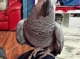 Super tame African grey parrots
