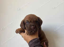 Cocker spaniel CROSS pups
