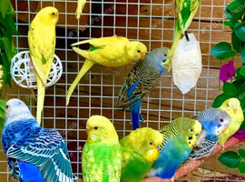 Beautiful Baby Budgies &. Cages Various. Mutations