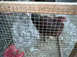 Chickens