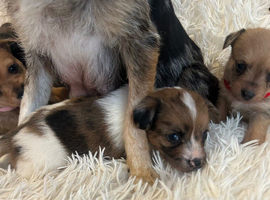 Norfolk terrier cross jacks