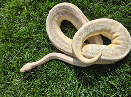ball pythons for sale