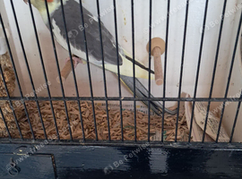 Baby Cockatiels