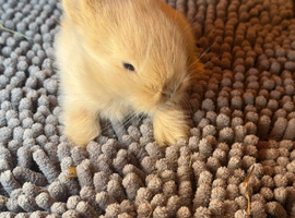 Baby rabbits ready end may