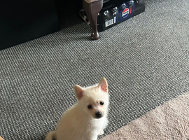 male pomchi