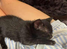 3 black kittens