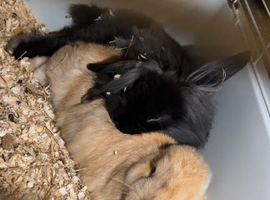 Two female baby rabbits