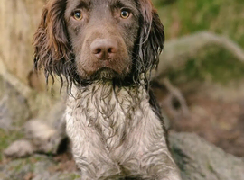 English Springer Spaniel STUD