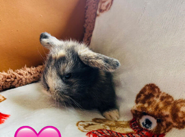 Maple litter lops