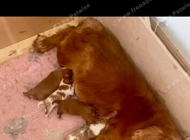 KC reg Champion Bloodline Cavalier King Charles Spaniel Puppies