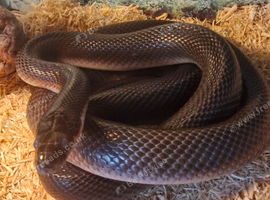 Snake and setup include