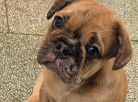 French bull dog boy last one reduced &pound;850