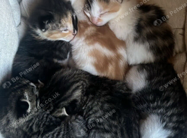 3 out of 6 kittens