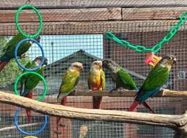 Conures