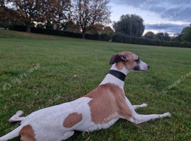 KC REGISTERED Whippet for Stud