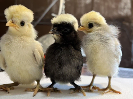 Beautiful polish and barbu d,uccle chicks available