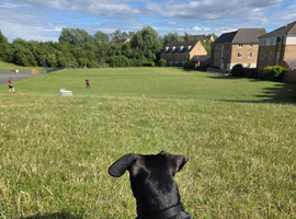 Rehoming 7 month old puppy