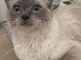 Ragdoll cat