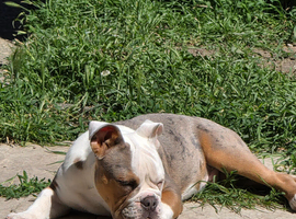 5 month old old English bulldog