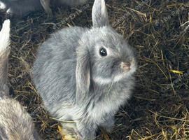 3 mini loo eared boy rabbits avilable