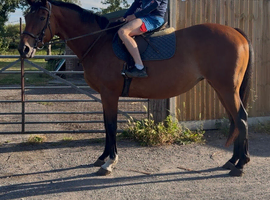 16.1 12yr old chunky thoroughbred mare