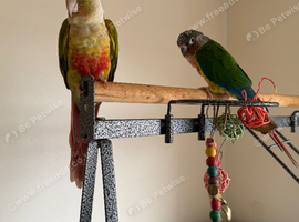 Beautiful Male & Female Conure Parrots for sale - &pound;500 ONO