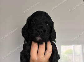 Cockerpoo puppies F1