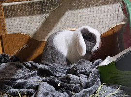 A mini lop