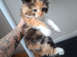 Kittens