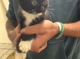 3 kittens available now