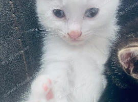 Beautiful Bengal/khao manee
