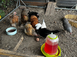 8 point of lay bantams