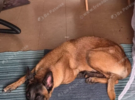 2 Year old Trained Belgian malinois