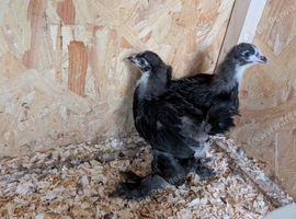 Brahma chicks