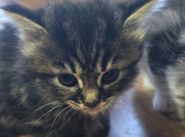Maincoon mixbreed