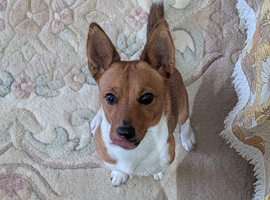Corgi cross terrier