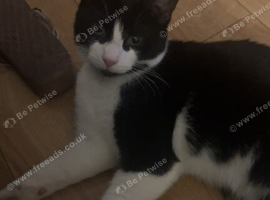 Re-home my 7 month kitten