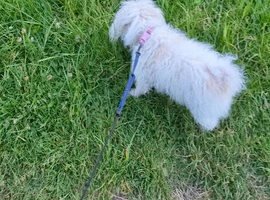 Dog walking and all aspects of animal care