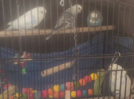 4 budgie for sale