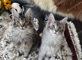 TICA-REGISTERED MAINE COON KITTENS