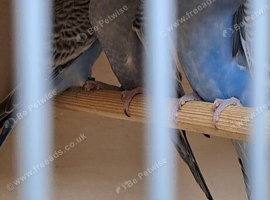 3 youngs budgies for sale