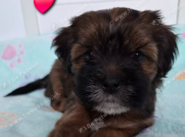 Beautiful shorkie puppies nearly ready