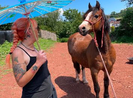 Fantastic Welsh c gelding 12.3 wide