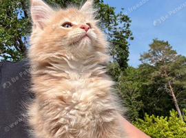 Beautiful TICA Registered Kittens